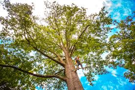 Best Tree Planting Services  in Butler Beach, FL