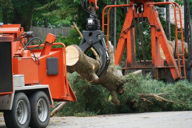 How Our Tree Care Process Works  in  Butler Beach, FL